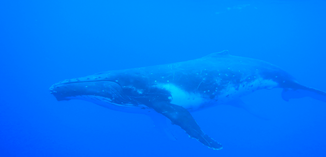 https://tahititourisme.cn/wp-content/uploads/2018/03/mooreaactivitiescenterwhaleswatching_1140x5502-min.png
