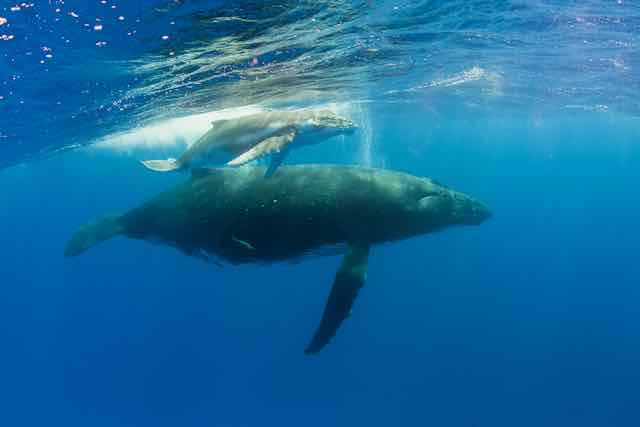 https://tahititourisme.cn/wp-content/uploads/2019/04/Bora-Bora-Humpback-Whales.jpeg