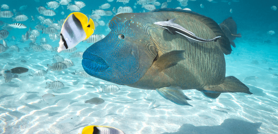 https://tahititourisme.cn/wp-content/uploads/2020/02/SnorkelingExpeditions2_1140x550-min.png
