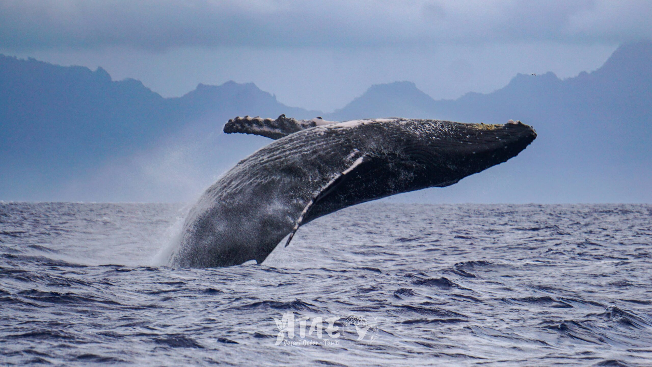 https://tahititourisme.cn/wp-content/uploads/2024/01/ATAE-Safari-Ocean-Tahiti-Whales-watching-Rencontre-avec-les-baleines-13-min-scaled.jpg